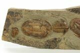 Line of Five Trilobites ( Species) - Fezouata Formation #328561-1